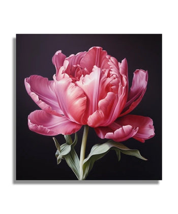 Single pink flower, black background 